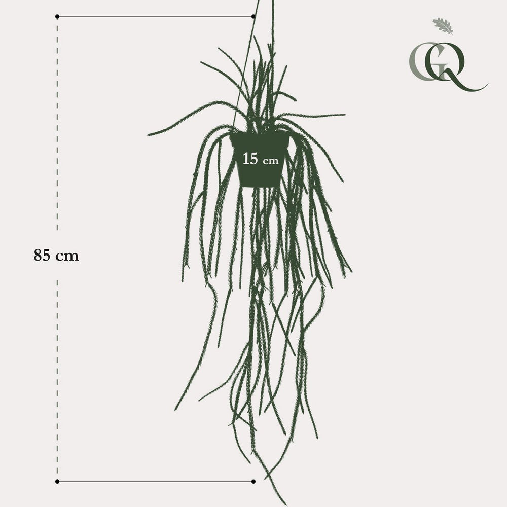 
                      
                        Künstliche Pflanze - Rhypsalis - Korallenkaktus - 85 cm
                      
                    