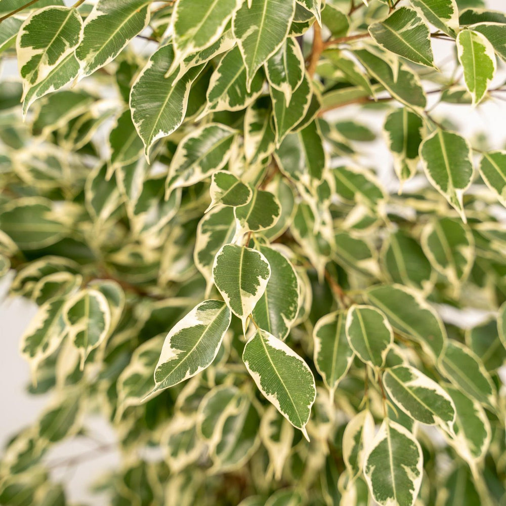 
                      
                        Ficus benjamina Twilight - Ø21cm - ↕95cm
                      
                    