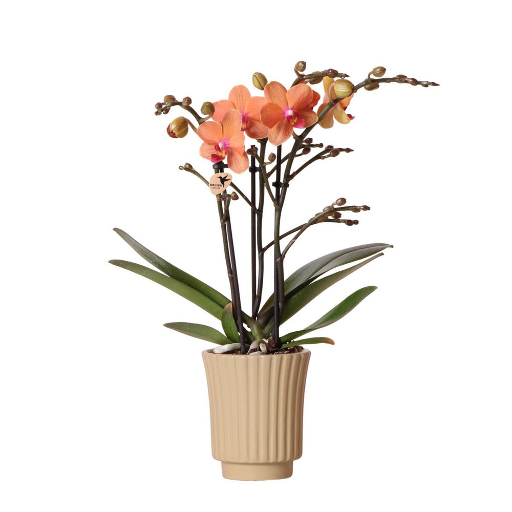Orchidee,| Orangefarbene Phalaenopsis-Orchidee - Mineral Bolzano + Retro Khaki - Topfgröße Ø9cm | blühende Zimmerpflanze – frisch vom Züchter