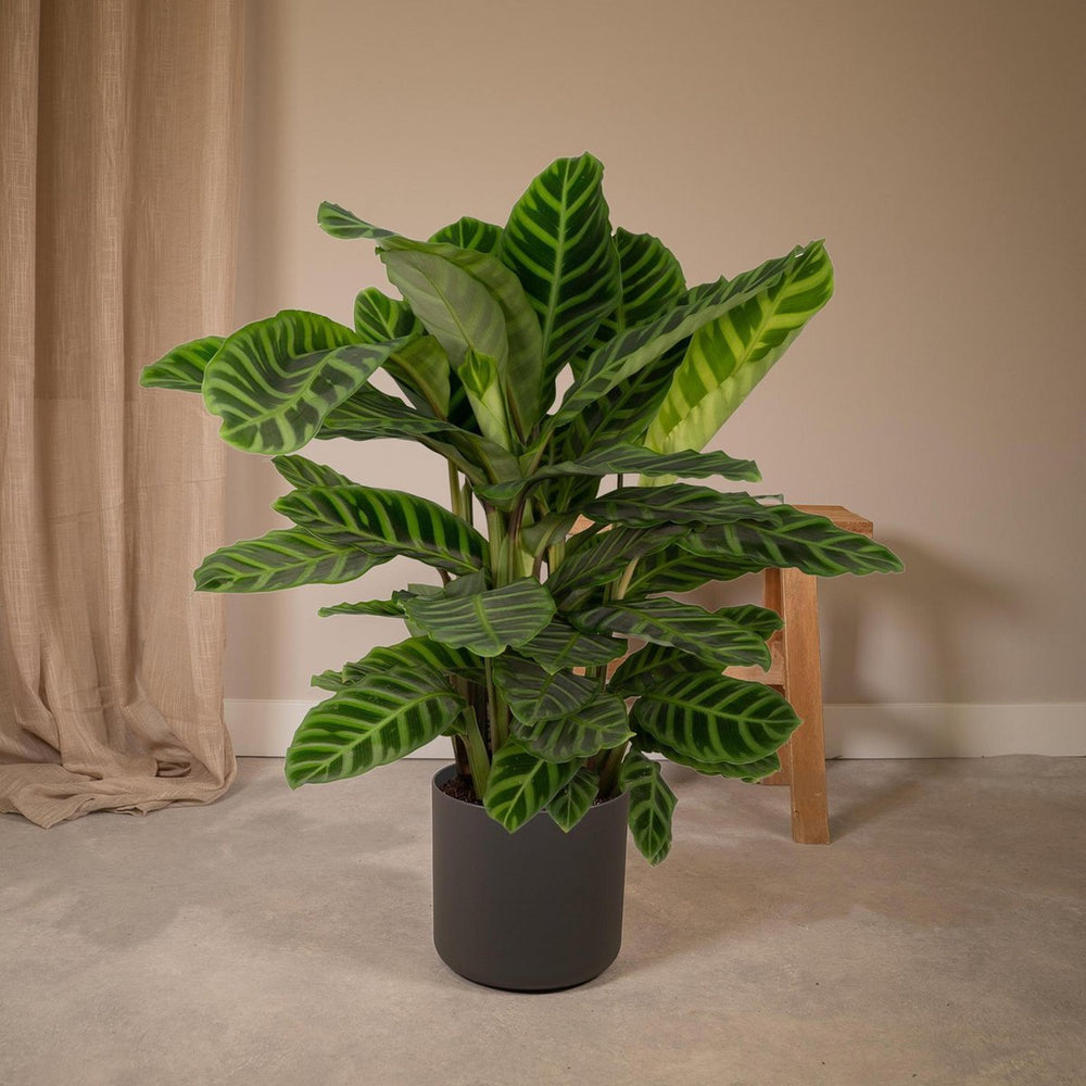 
                      
                        Calathea Zebrina - Ø19cm - ↕80cm
                      
                    