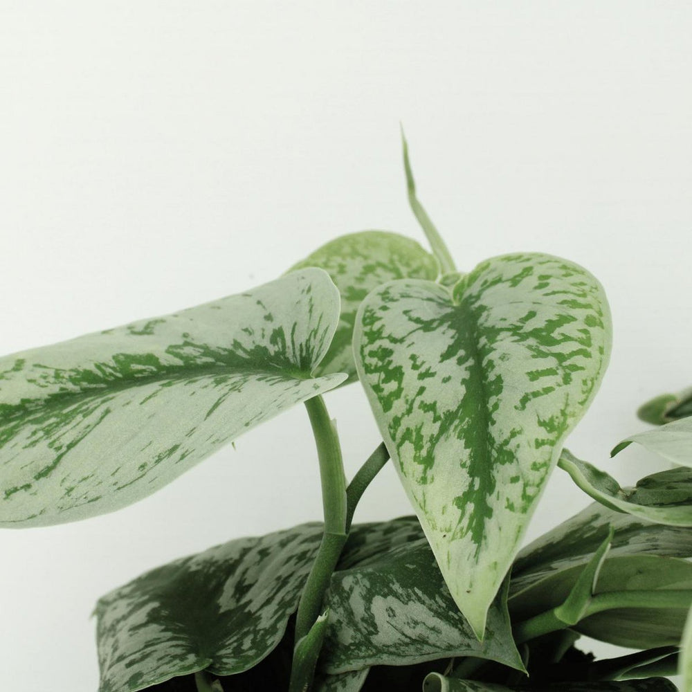 
                      
                        Scindapsus Pictus Trebie - Epipremnum - 2 Stück - ø15cm - ↕25cm
                      
                    