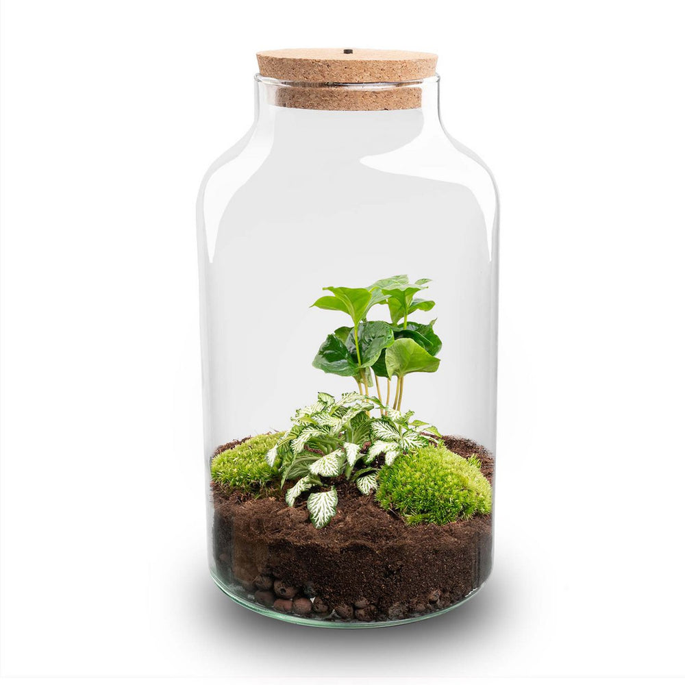 
                      
                        Terrarium-Bausatz – Cuffea und Fittonia mit Licht – Flaschengarten – ↑ 31 cm
                      
                    