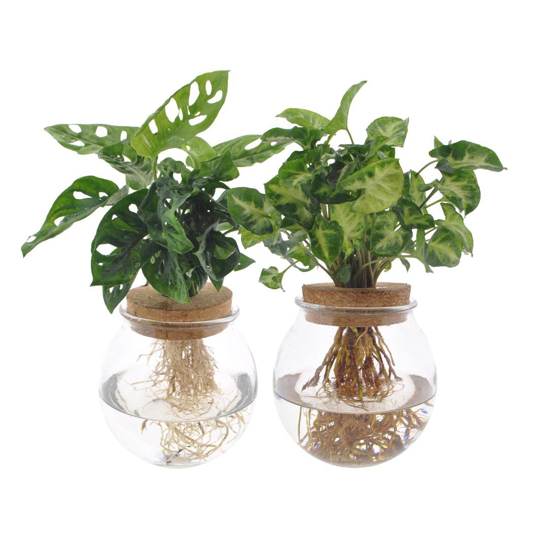 Bolglas Duo Monstera adansonii/Syngonium grün - 2 Stuks - Ø12cm - ↕12-30 cm