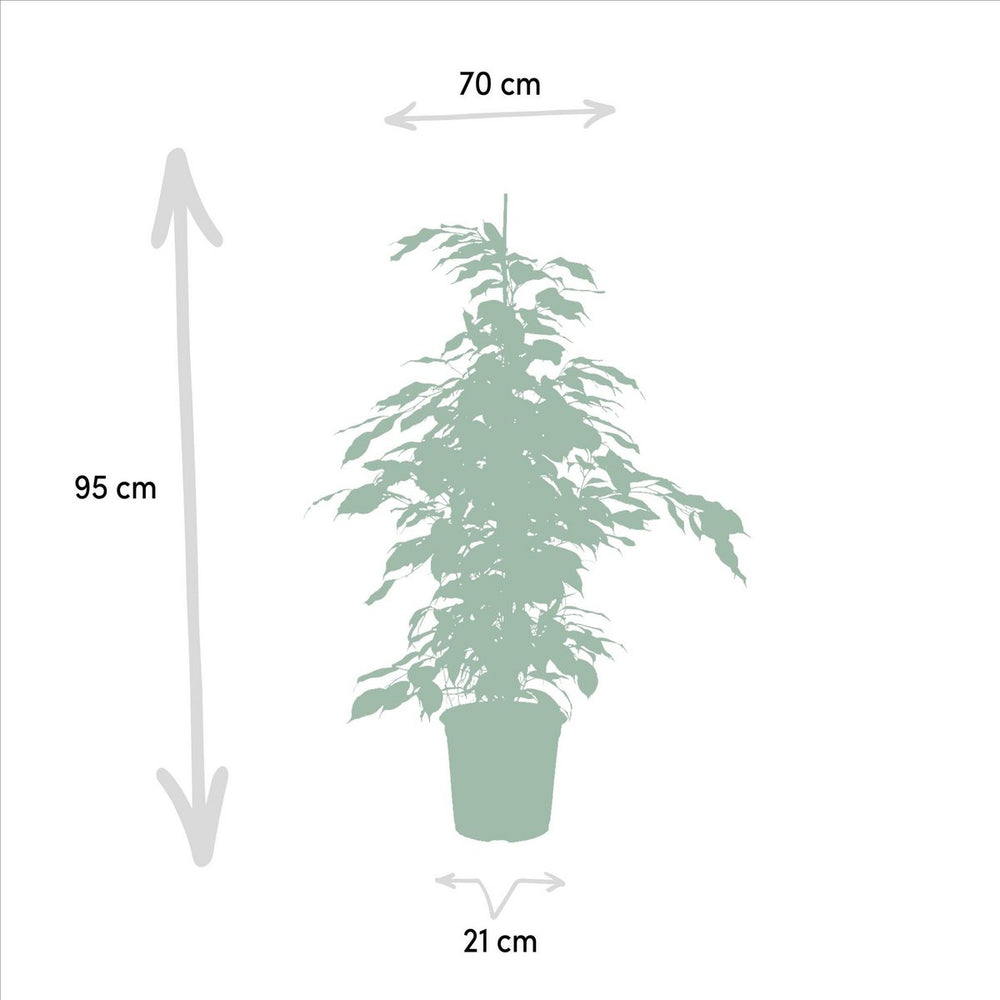 
                      
                        Ficus benjamina Danielle - Ø21cm - ↕95cm
                      
                    