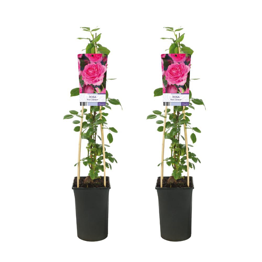 Kletterrose, Rosa Pink - 2 Stück - Ø17cm - ↕75cm