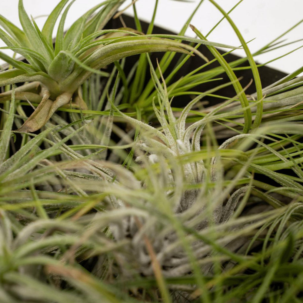 
                      
                        Tillandsia Air Mix – 20 Stück – ø6cm – ↕6cm
                      
                    