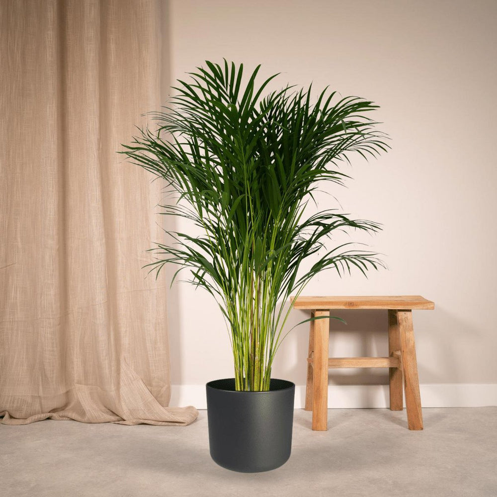 
                      
                        Dypsis Lutescens - Areca-Palme - Ø24cm - ↕120cm
                      
                    