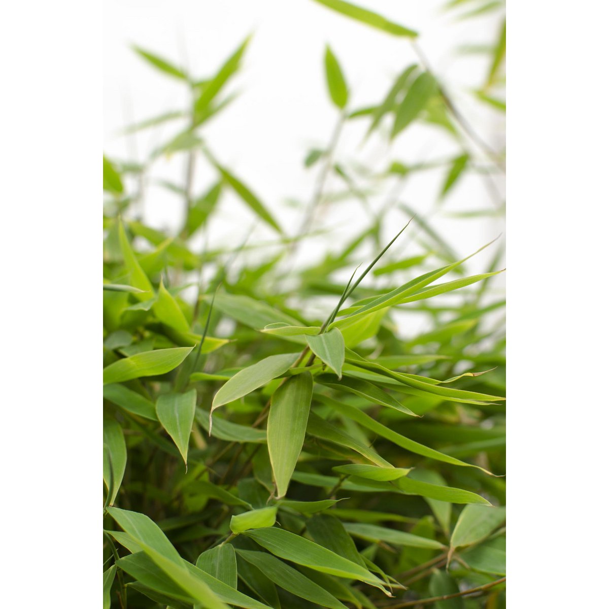 Fargesia 'MoonTears'® Boobux - kompakte Wachstum, nicht -proliferatierende Bambus - Ø29cm - ↕70 cm