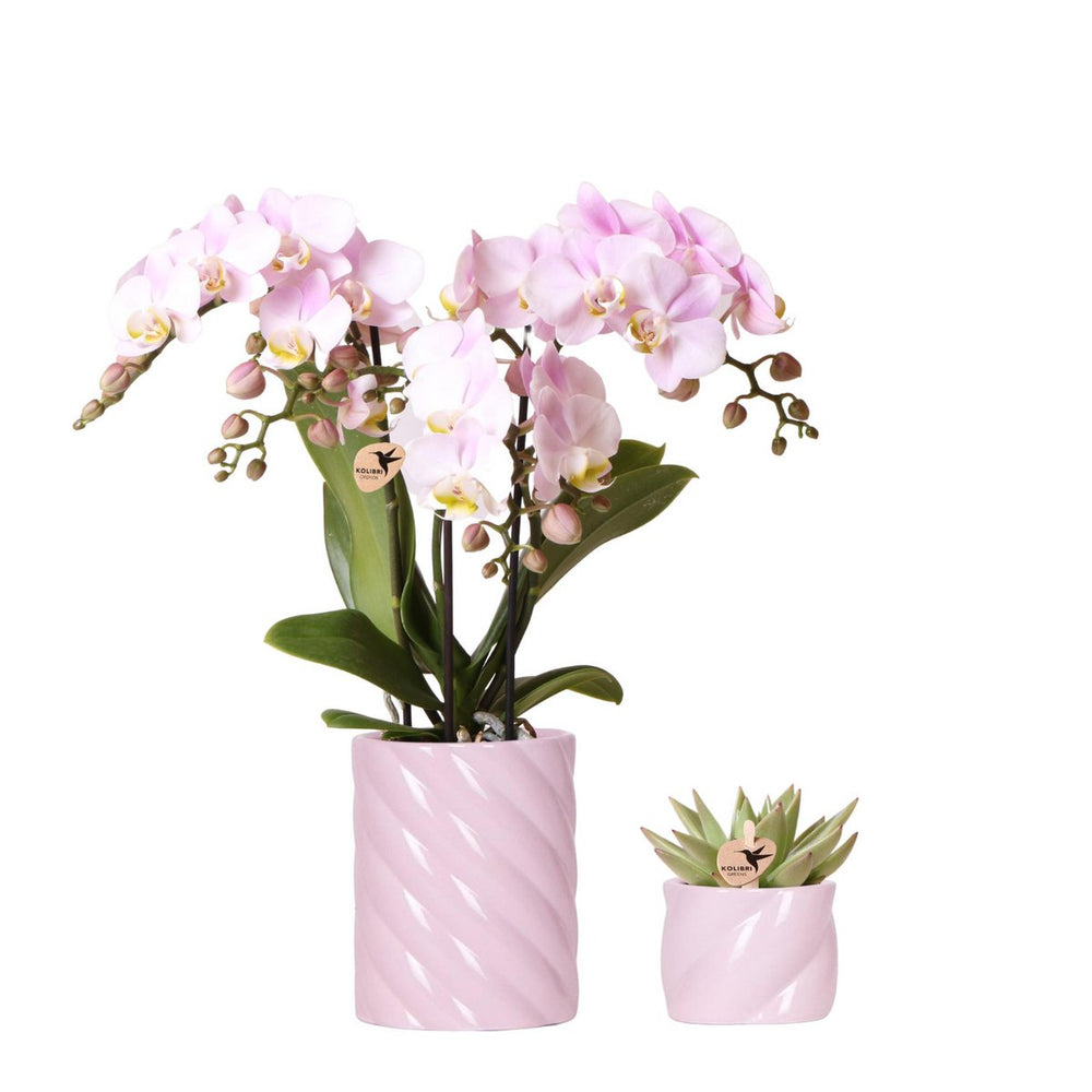 Pflanzenset Valentine 'Candy' | Pink Phalaenopsis Orchid Portugal und Sukkulente inkl