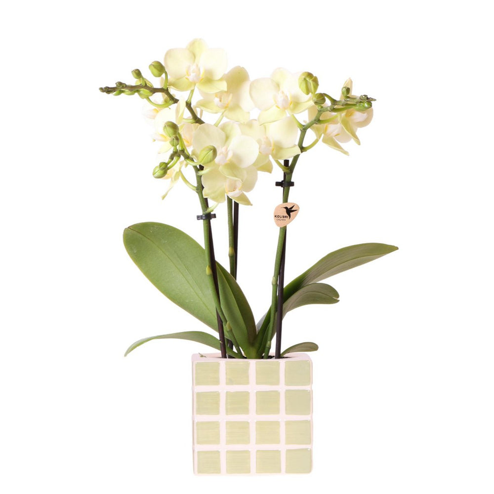 
                      
                        Orchideen | Gelbe Phalaenopsis-Orchidee Mexiko + Mosa Dekotopf grün - Topfgröße Ø9cm | blühende Zimmerpflanze – frisch vom Züchter
                      
                    