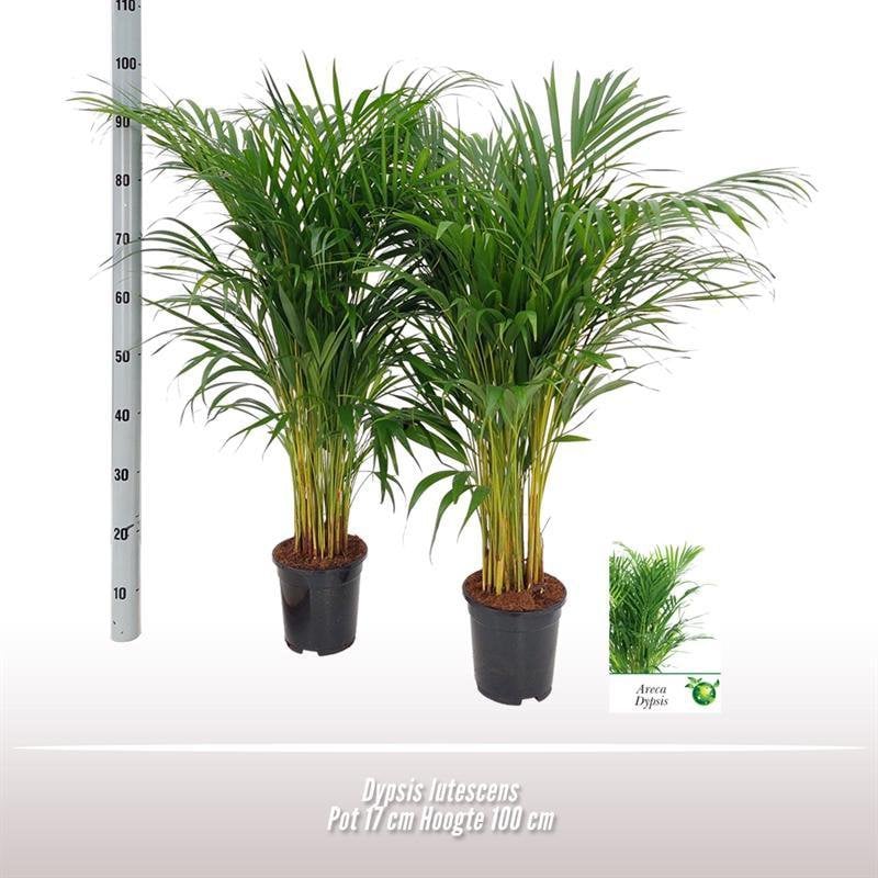 Bamboepalm, Dypsis Lutescens – Ø17cm – ↕100cm