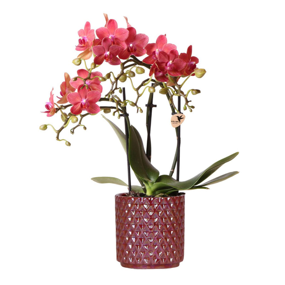 
                      
                        Orchideen | rote Phalaenopsis-Orchidee Kongo + Perlentopf rot - Topfgröße Ø9cm | blühende Zimmerpflanze – frisch vom Züchter
                      
                    