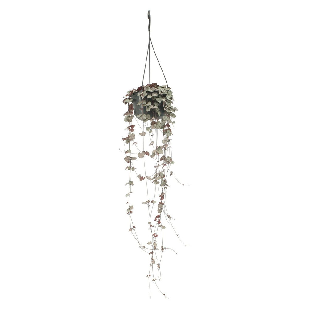 
                      
                        Ceropegia Woodii - Ø14cm - ↕50cm
                      
                    