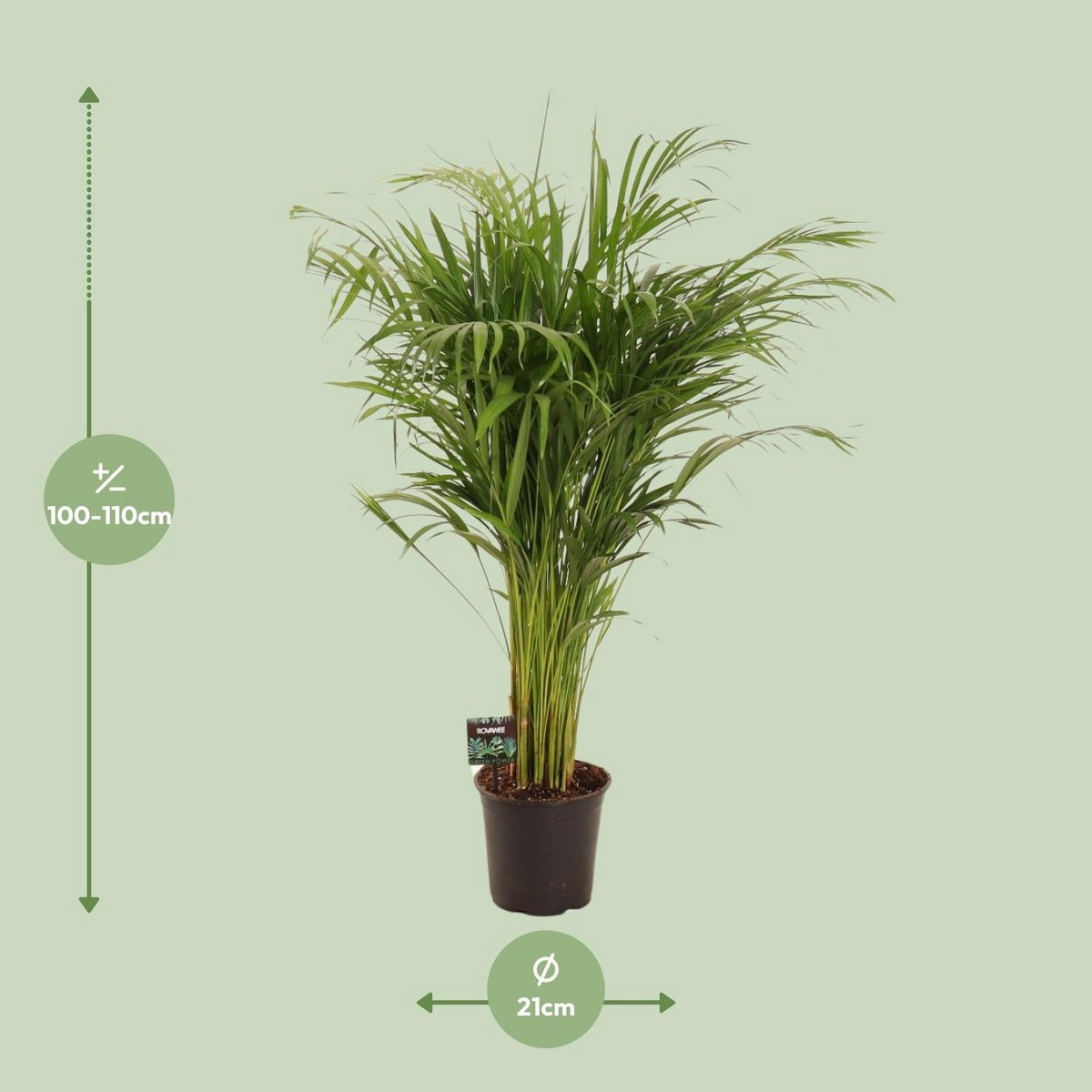 Dypsis lutescens (Goldfruchtpalme), Topf 21 cm, Hoehe ca 110 cm