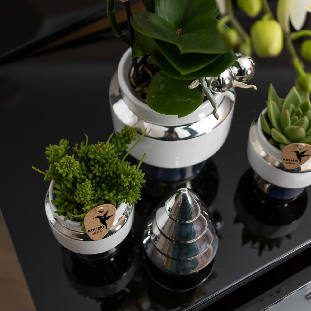 
                      
                        Le Chic Blumentopf – Weißer dekorativer Keramiktopf mit silbernen Details – Ø9 cm
                      
                    