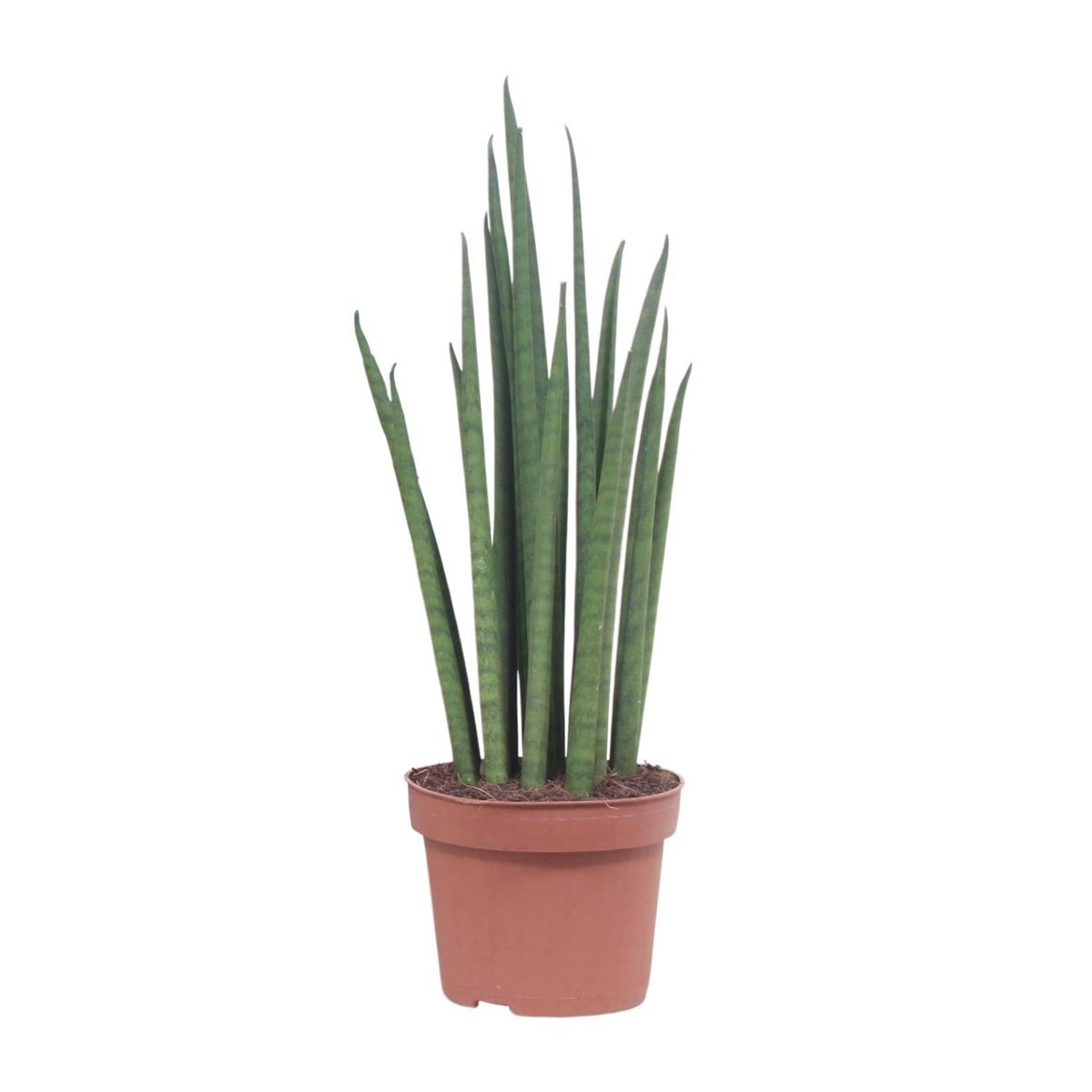 Sansevieria Mickal – pflegeleichte Blattschmuckpflanze