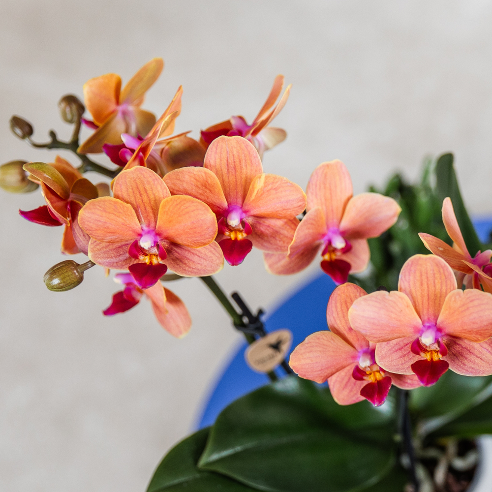 
                      
                        Orchideen | Orange Orchidee Bozen + Sternfisch Dekotopf - Topfgröße Ø9cm | blühende Zimmerpflanze – frisch vom Züchter
                      
                    