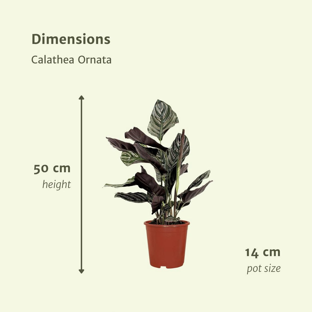 
                      
                        Calathea Ornata - Pfauenpflanze - 2 Stück - ø14cm - ↕50cm
                      
                    