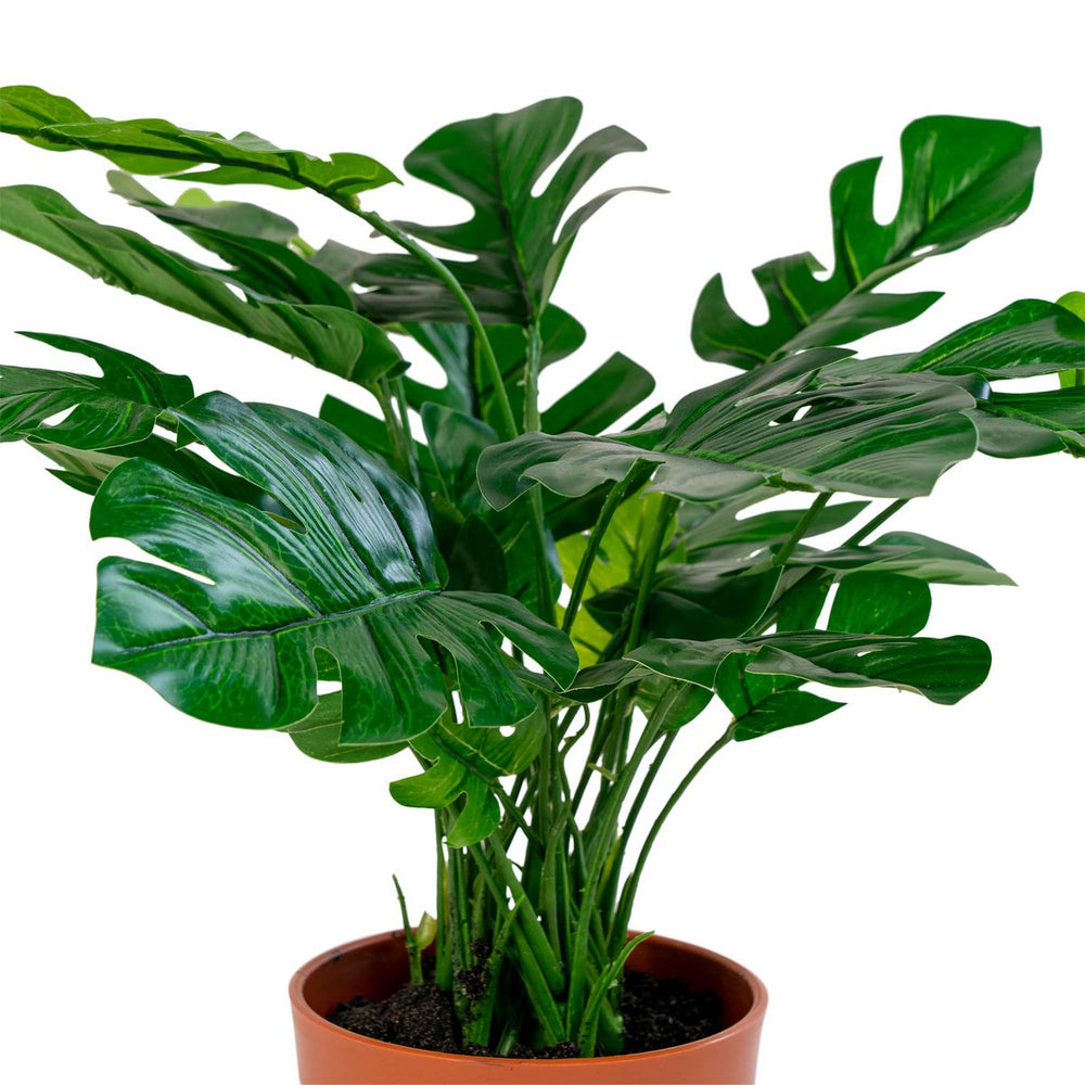 
                      
                        Monstera – Künstliche Pflanze
                      
                    