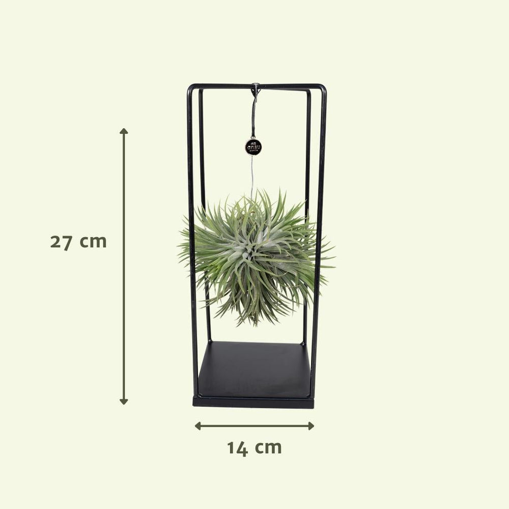 
                      
                        Tillandsien-Würfelmischung groß – Ø20 cm – ↕35 cm
                      
                    