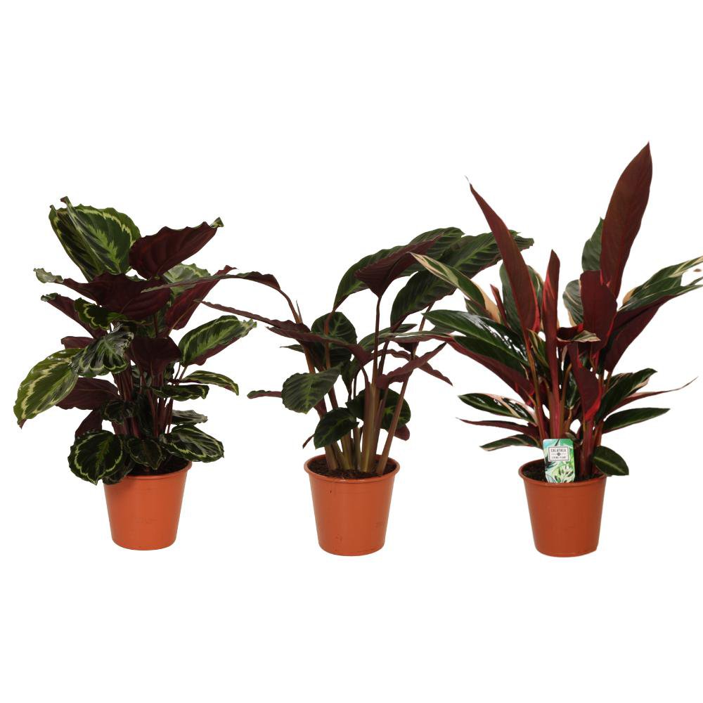 Calathea Symphony - 3 Stück - Ø19cm - ↕70-80cm