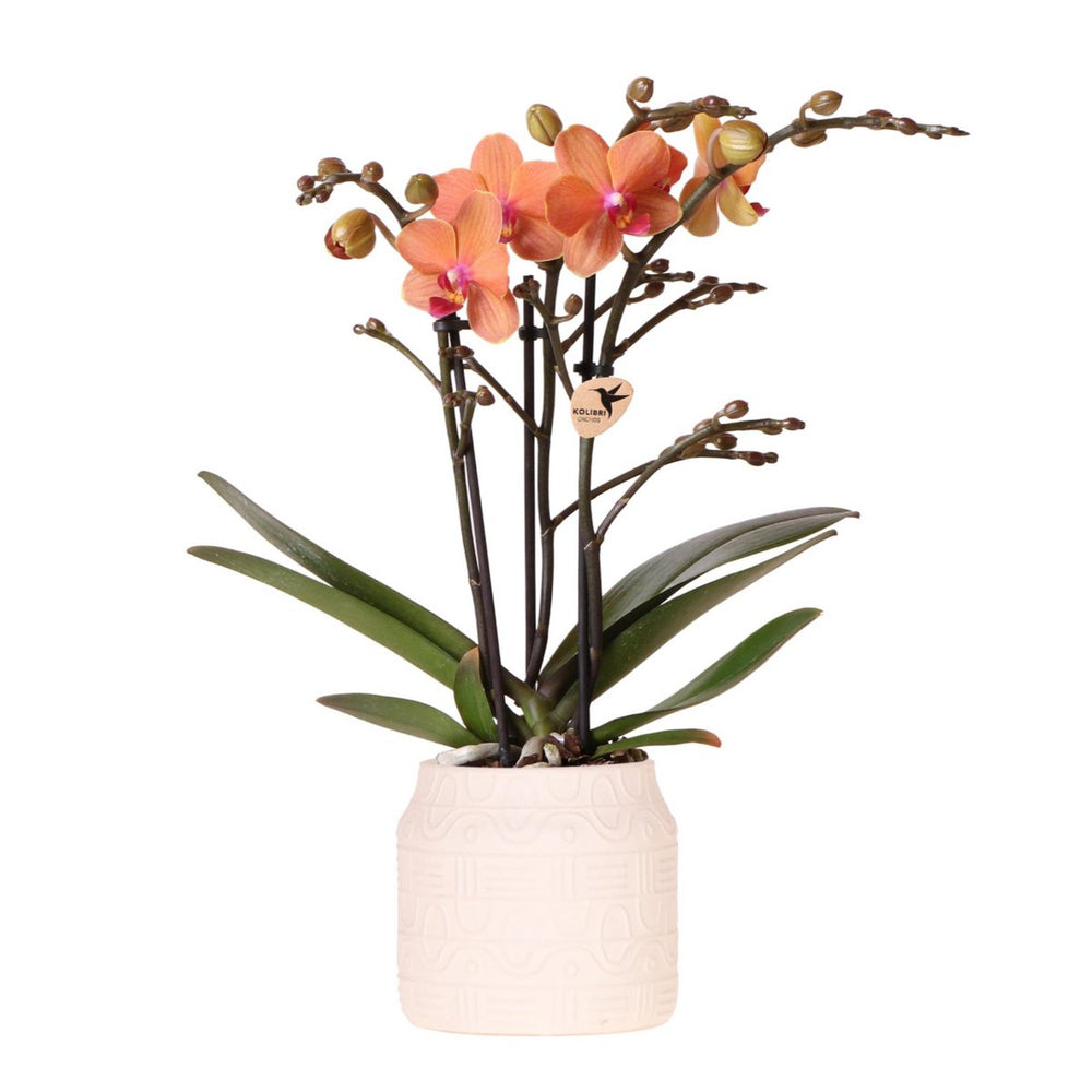 
                      
                        Orangefarbene Orchidee Bozen + Hieroglyphen-Dekotopf gebrochenes Weiß - Topfgröße Ø9cm | blühende Zimmerpflanze – frisch vom Züchter
                      
                    