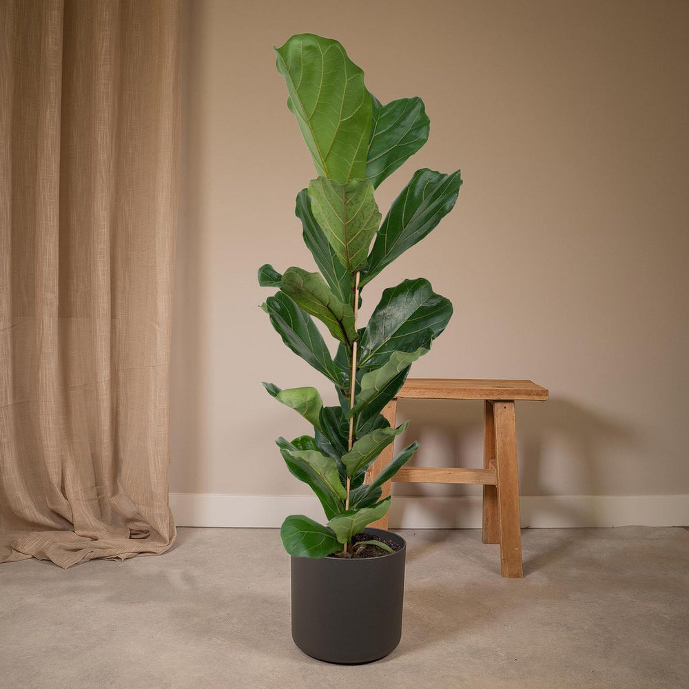 
                      
                        Geigenpflanze - Ficus Lyrata - Ø21cm - ↕100cm
                      
                    