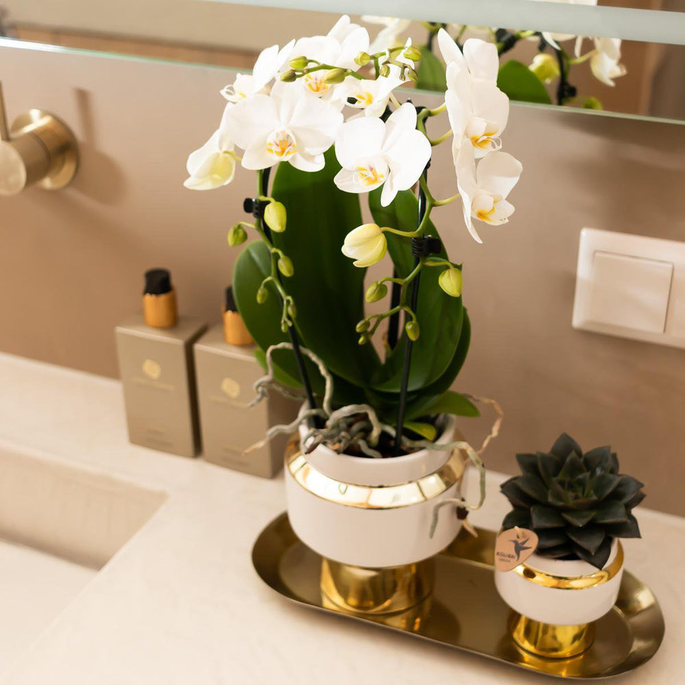 
                      
                        Le Chic Blumentopf – Weißer dekorativer Keramiktopf mit goldenen Details – Ø6 cm
                      
                    