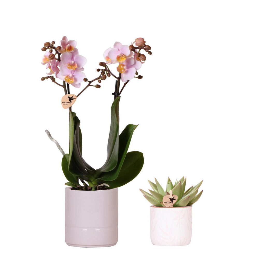 Pflanzen Set Valentine 'Pastellrosa' | Pink Phalaenopsis Orchid Portugal und Sukkulente inkl