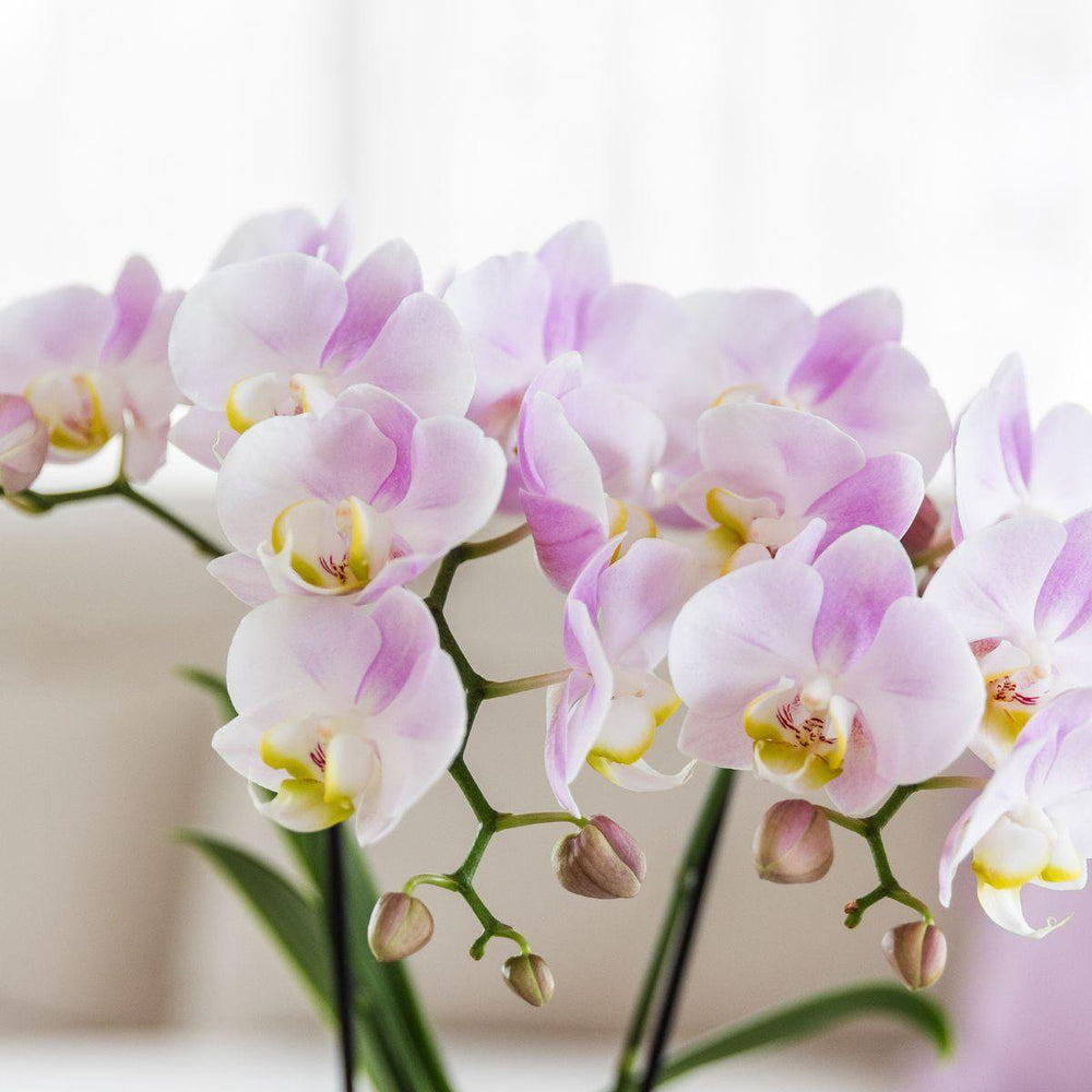 
                      
                        Pflanzenset Valentine 'Candy' | Pink Phalaenopsis Orchid Portugal und Sukkulente inkl
                      
                    