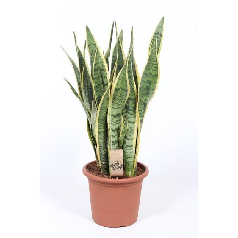 Sansevieria Trifasciata Laurentii - Bogenhanf, Ø25cm - ↕85cm