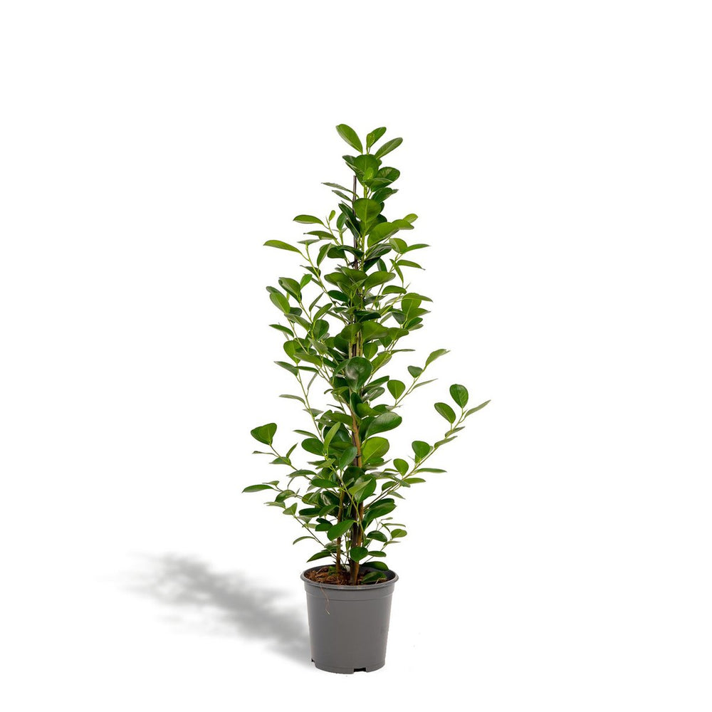 
                      
                        Ficus microcarpa Moclame - Ø21cm - ↕95cm
                      
                    