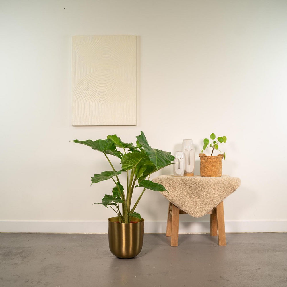 
                      
                        Elefantenohr, Alocasia Portodora – Ø21cm – ↕80cm
                      
                    