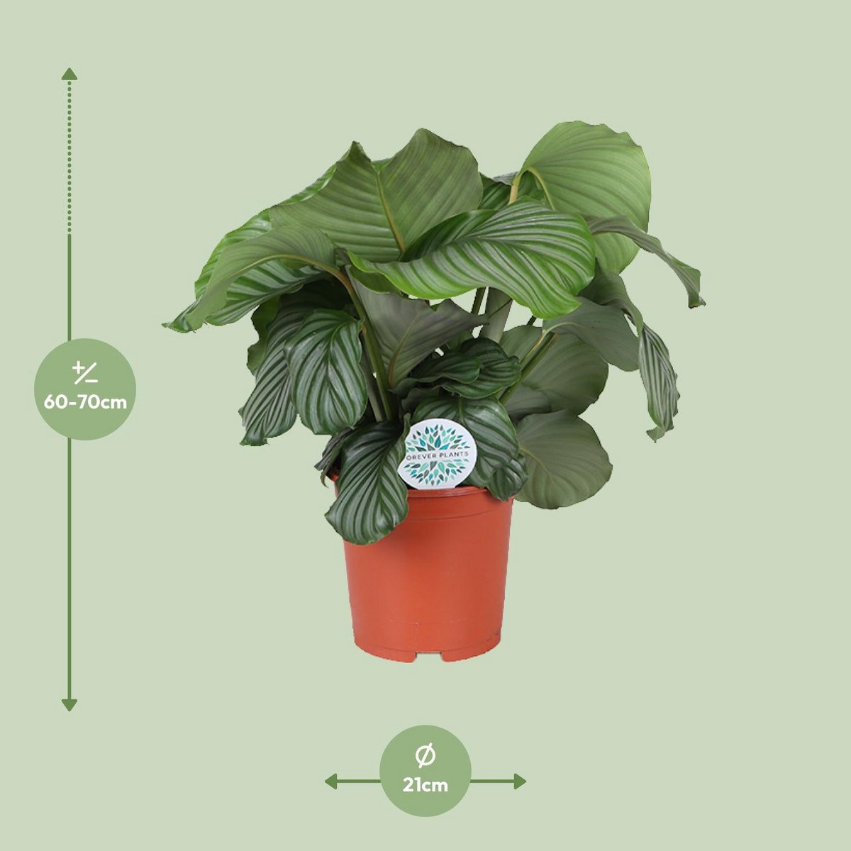 Calathea orbifolia - Ø21cm - ↕70 cm