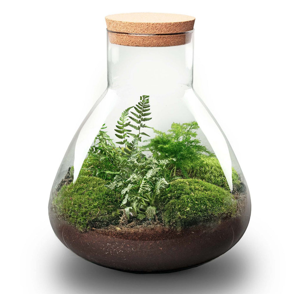 
                      
                        Terrarium-Bausatz – Sam XL – Flaschengarten – ↑ 35 cm
                      
                    