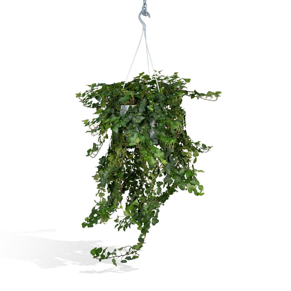 
                      
                        Hedera Wonder Green Hang - Efeu - Ø24cm - ↕70cm
                      
                    