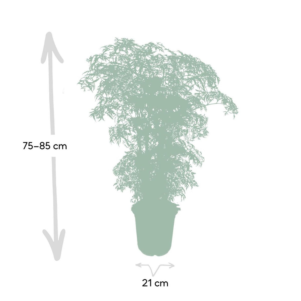 
                      
                        Aralia - Polyscias Fruticosa - Ø21cm - ↕75cm
                      
                    