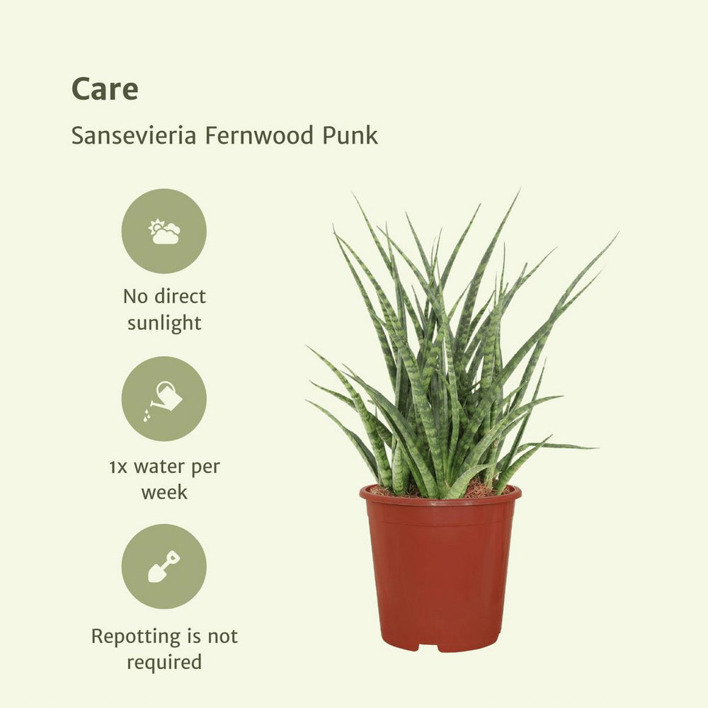 
                      
                        Bogenhanf, Sansevieria Fernwood Punk - Weibliche Zunge - 2 Stück - ø12cm - ↕30cm
                      
                    