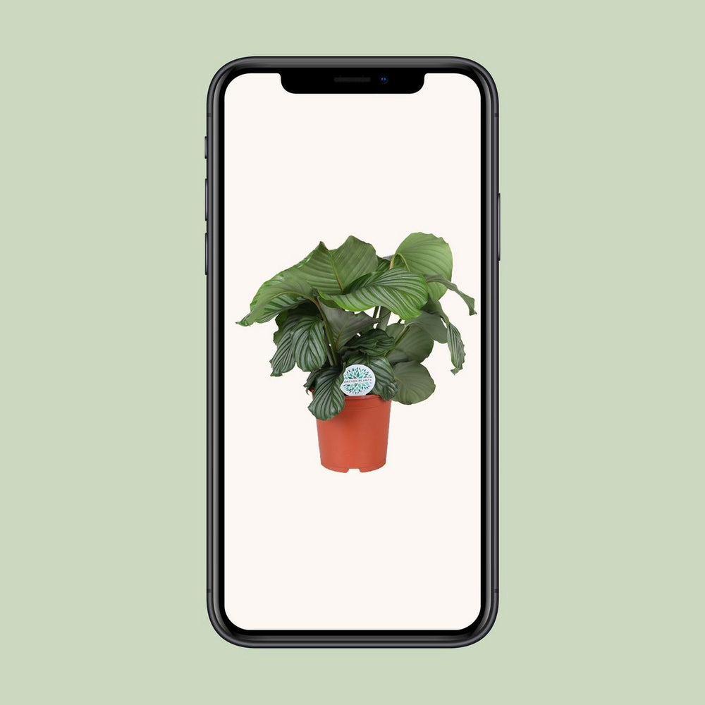 
                      
                        Calathea orbifolia - Ø21cm - ↕70 cm
                      
                    