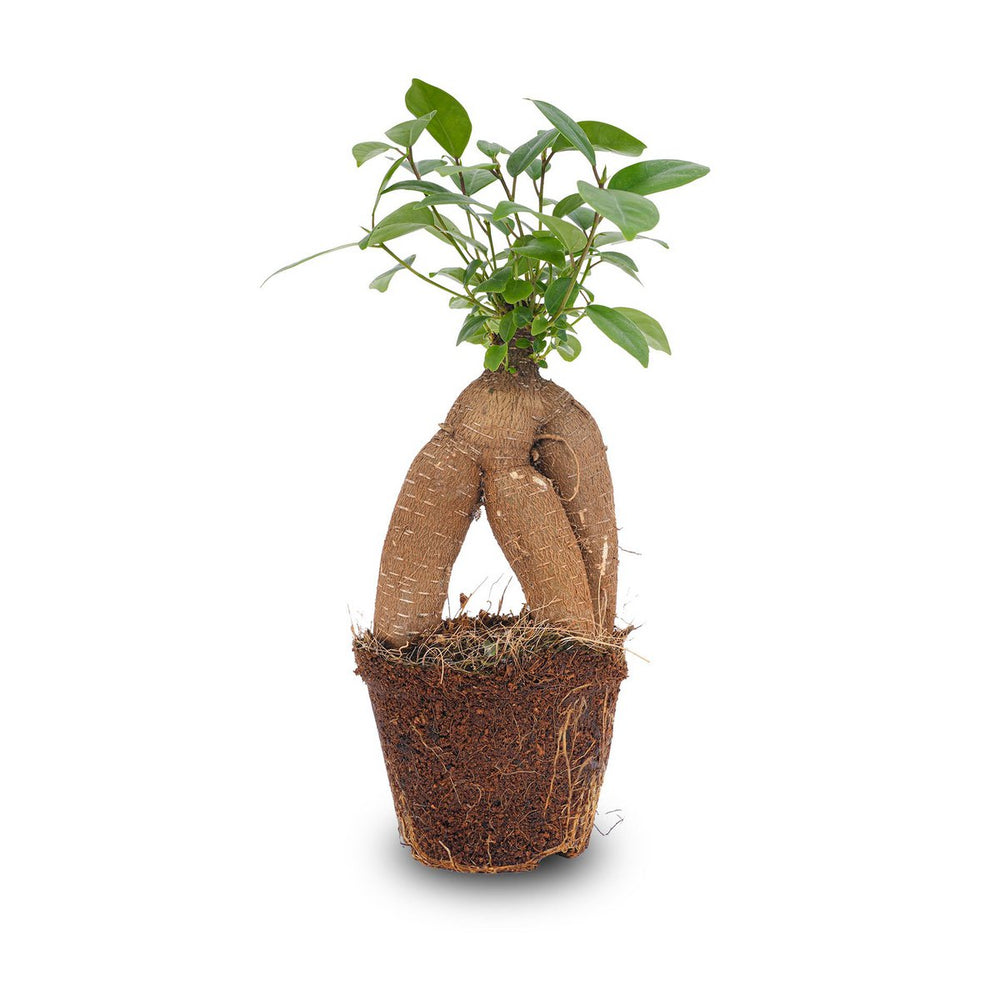 
                      
                        Ficus microcarpa Ginseng Bonsai – ↑20 cm
                      
                    