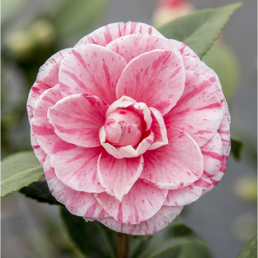 Camellia japonica ‘Bonomiana’ – Ø19 cm Topf – Höhe ca. 65 cm