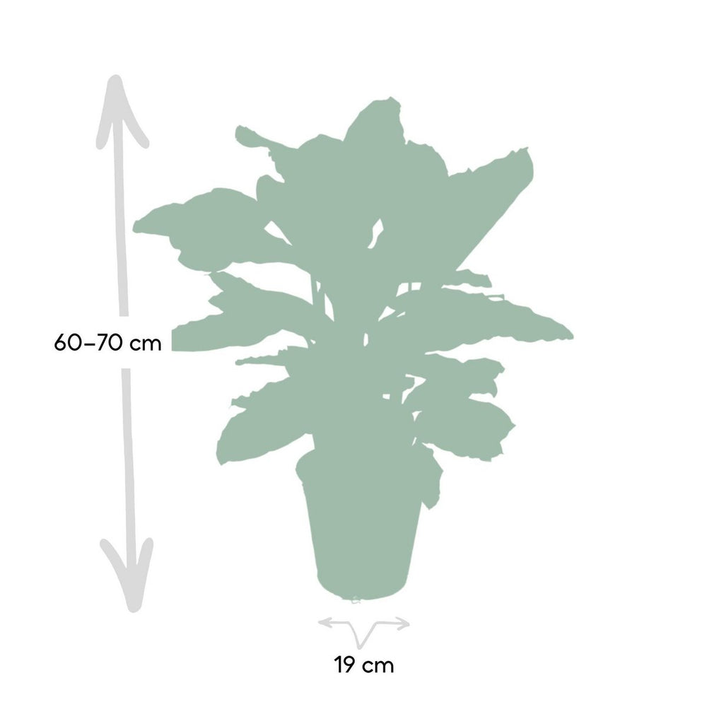 
                      
                        Calathea Zebrina - Ø19cm - ↕80cm
                      
                    