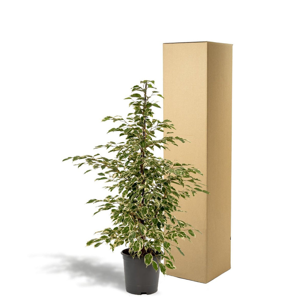 
                      
                        Ficus benjamina Twilight - Ø21cm - ↕95cm
                      
                    