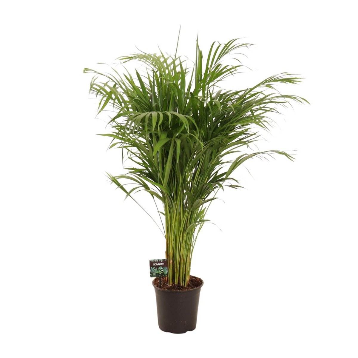 Dypsis lutescens (Goldfruchtpalme), Topf 21 cm, Hoehe ca 110 cm
