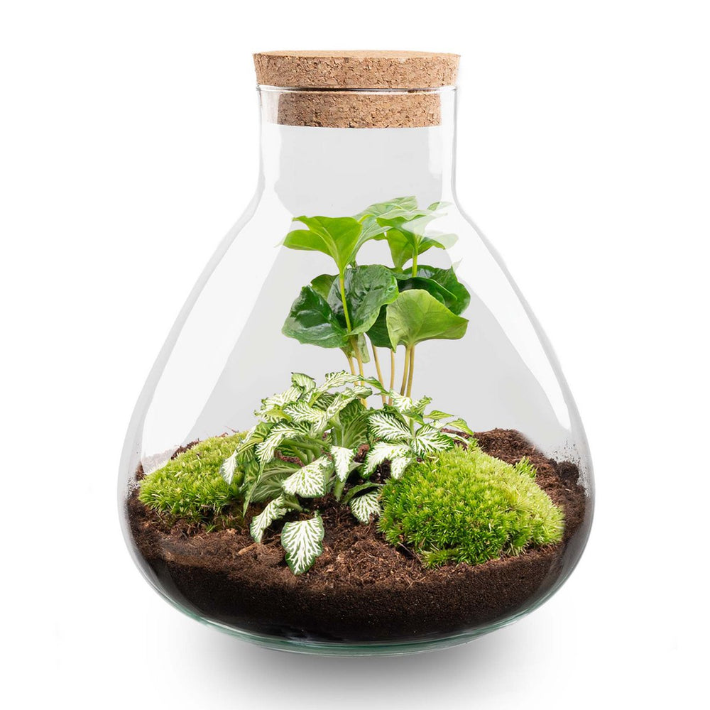 
                      
                        Terrarium-Bausatz – Sammie – Flaschengarten – ↑ 27 cm
                      
                    