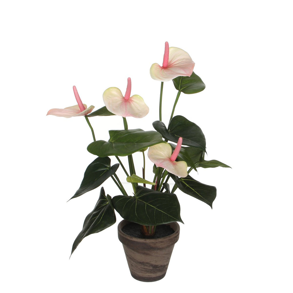 
                      
                        Künstliche Anthurium-Pflanze im Stan-Blumentopf – H40 x Ø30 cm – Hellrosa
                      
                    