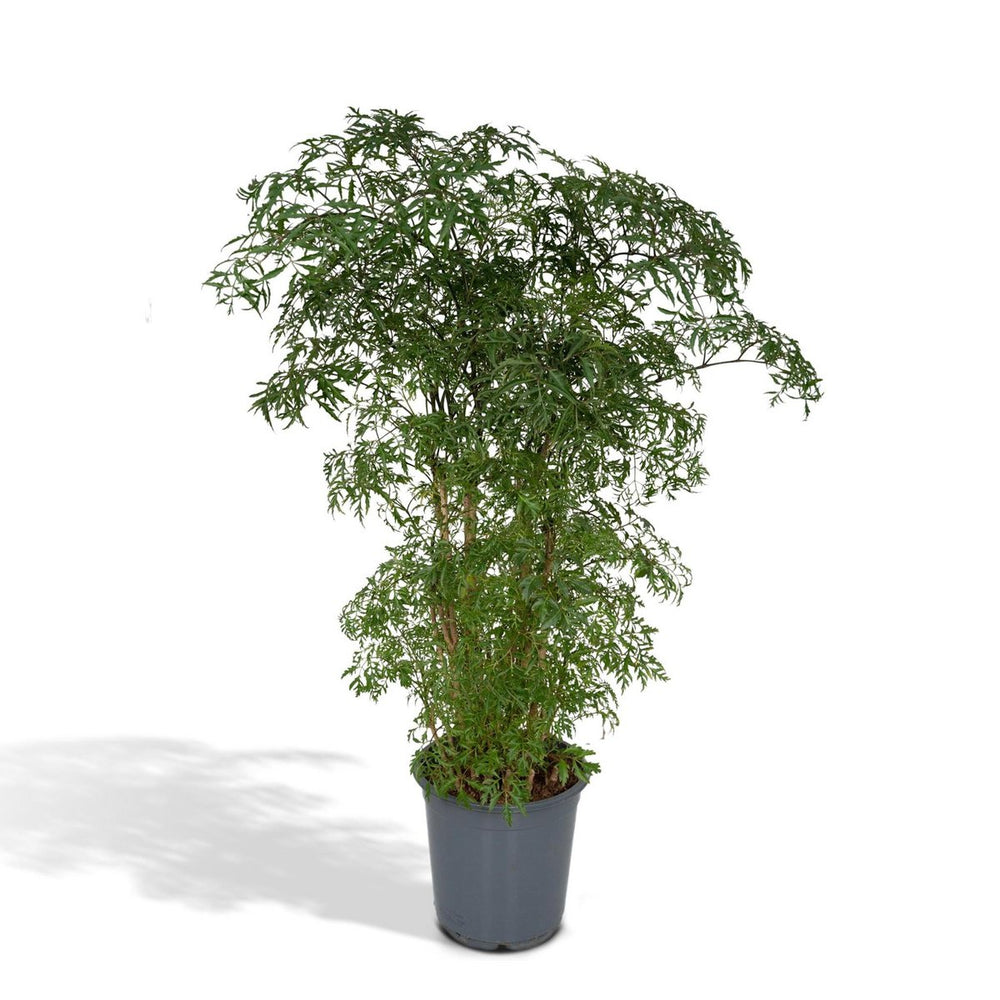 Aralia - Polyscias Fruticosa - Ø21cm - ↕75cm