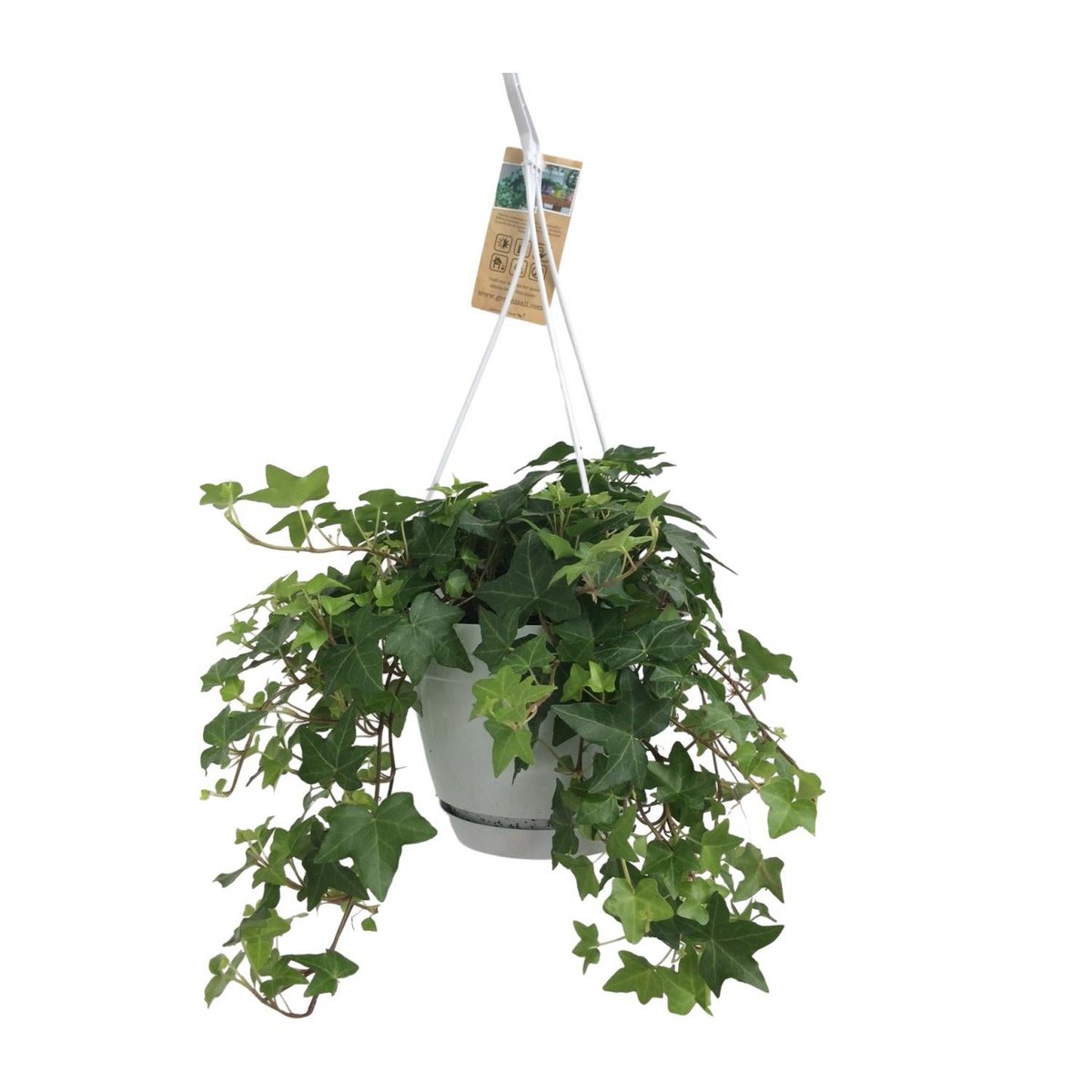 Hedera Helix 'Green' im Haengetopf, weisse Basis, 17 cm