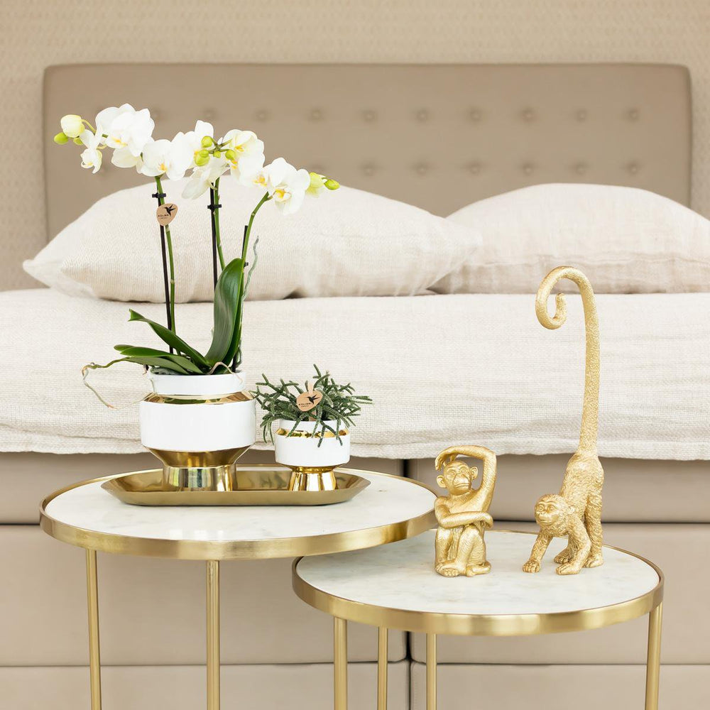 
                      
                        Sitzender Affe - Gold
                      
                    