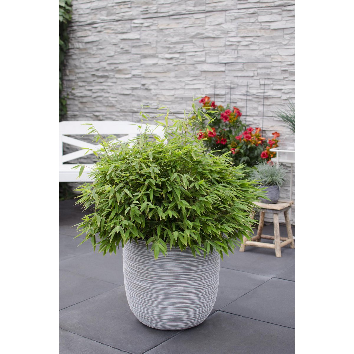 Fargesia 'MoonTears'® Boobux - kompakte Wachstum, nicht -proliferatierende Bambus - Ø29cm - ↕70 cm